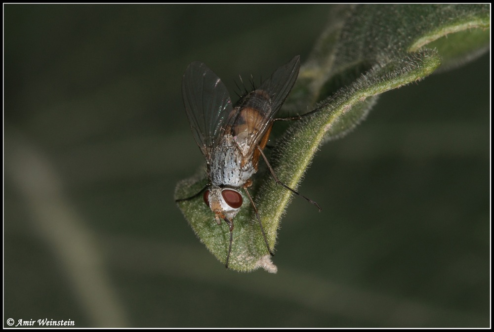 Tachinidae d''Israele for ID