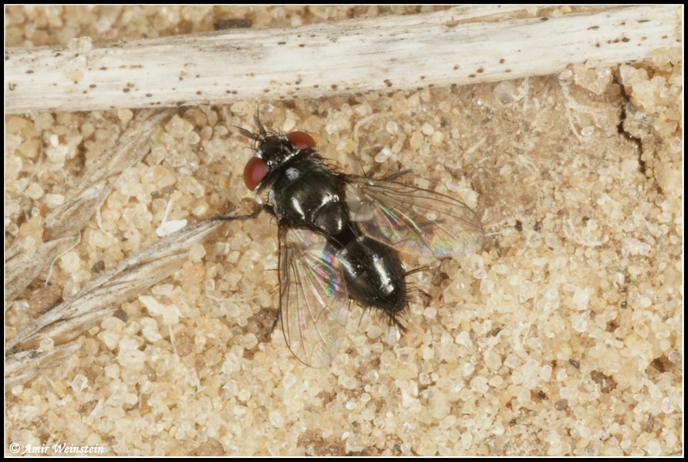 Tachinidae d''Israele for ID