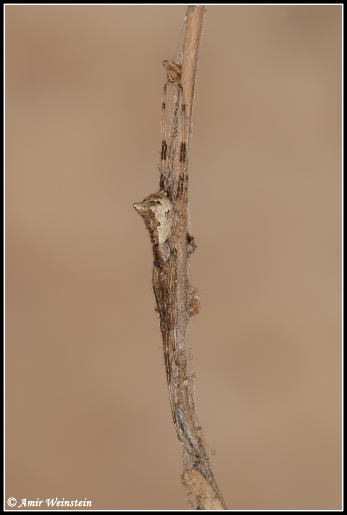 Episinus israeliensis