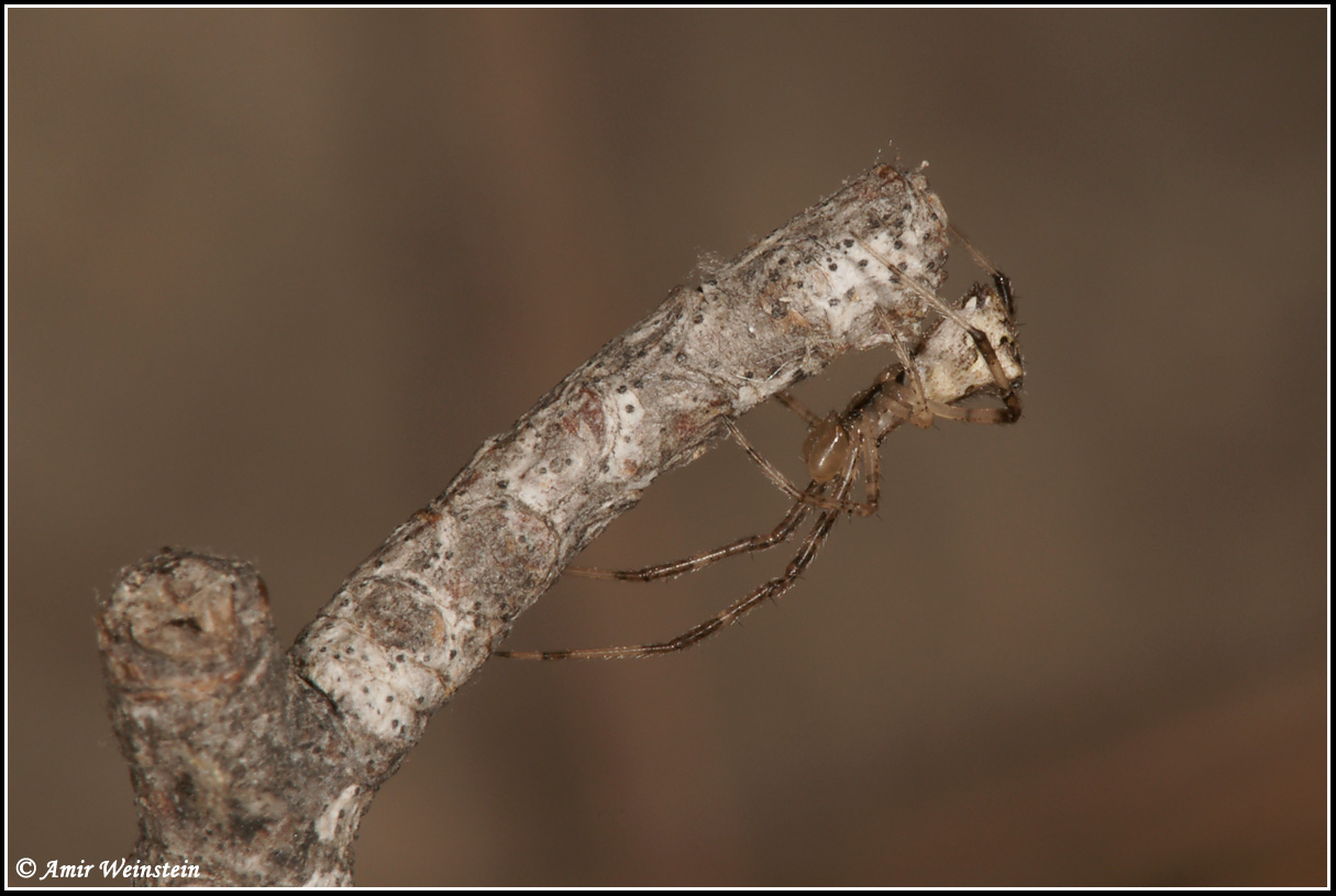 Episinus israeliensis