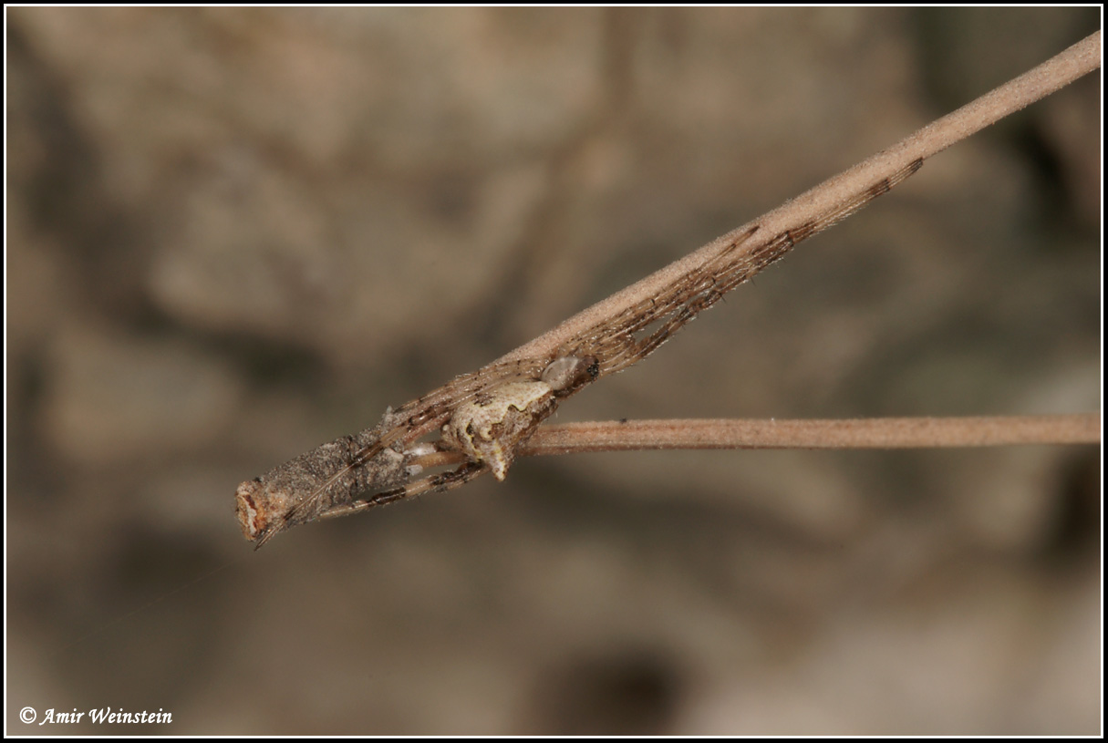 Episinus israeliensis