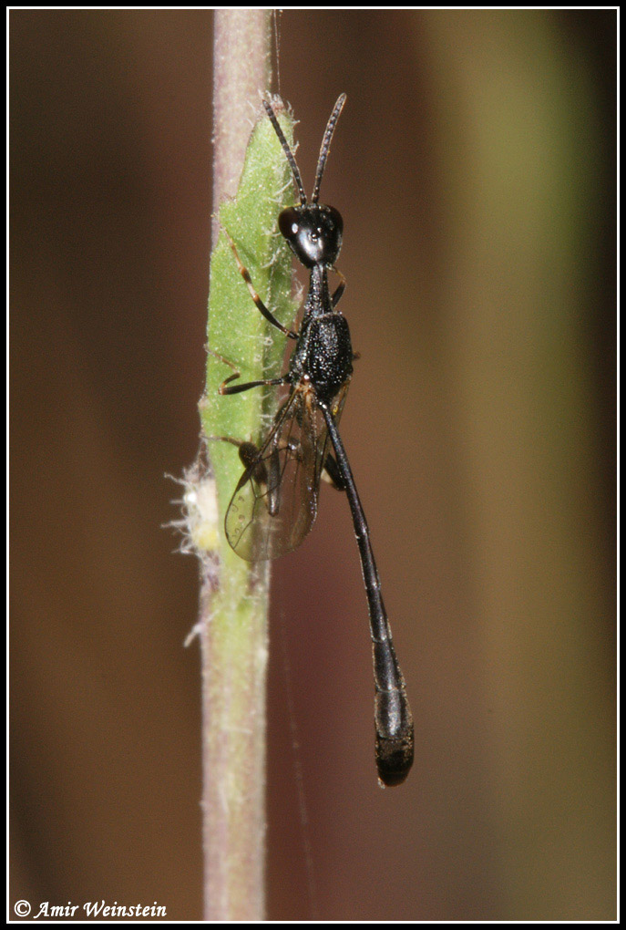 Hymenoptera  d''Israele