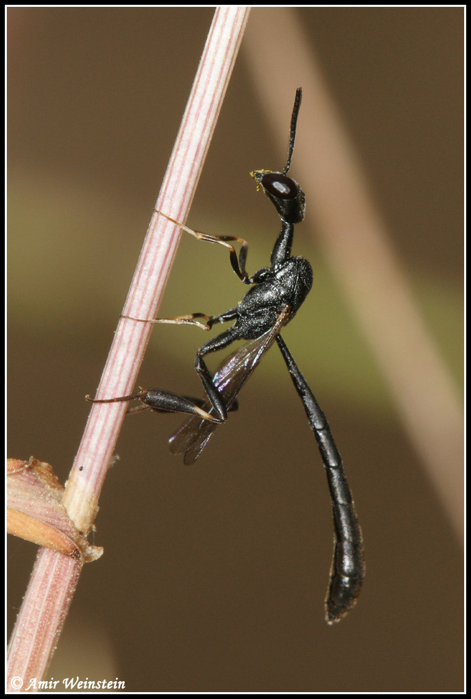 Hymenoptera  d''Israele