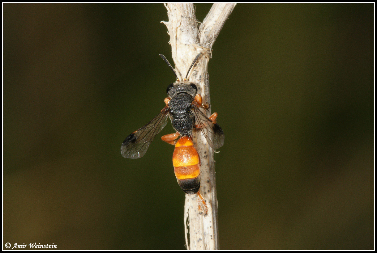 Hymenoptera  d''Israele