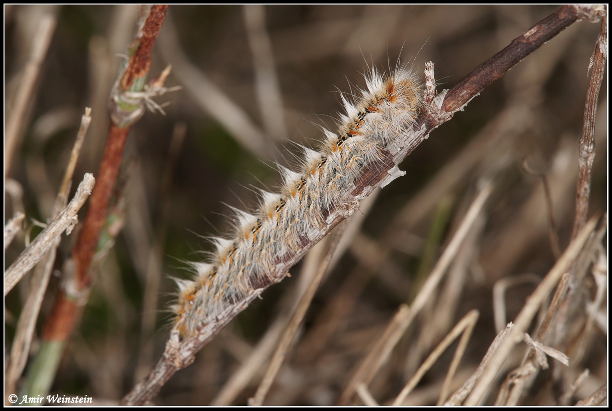 Noctuidae ? d''Israele for ID