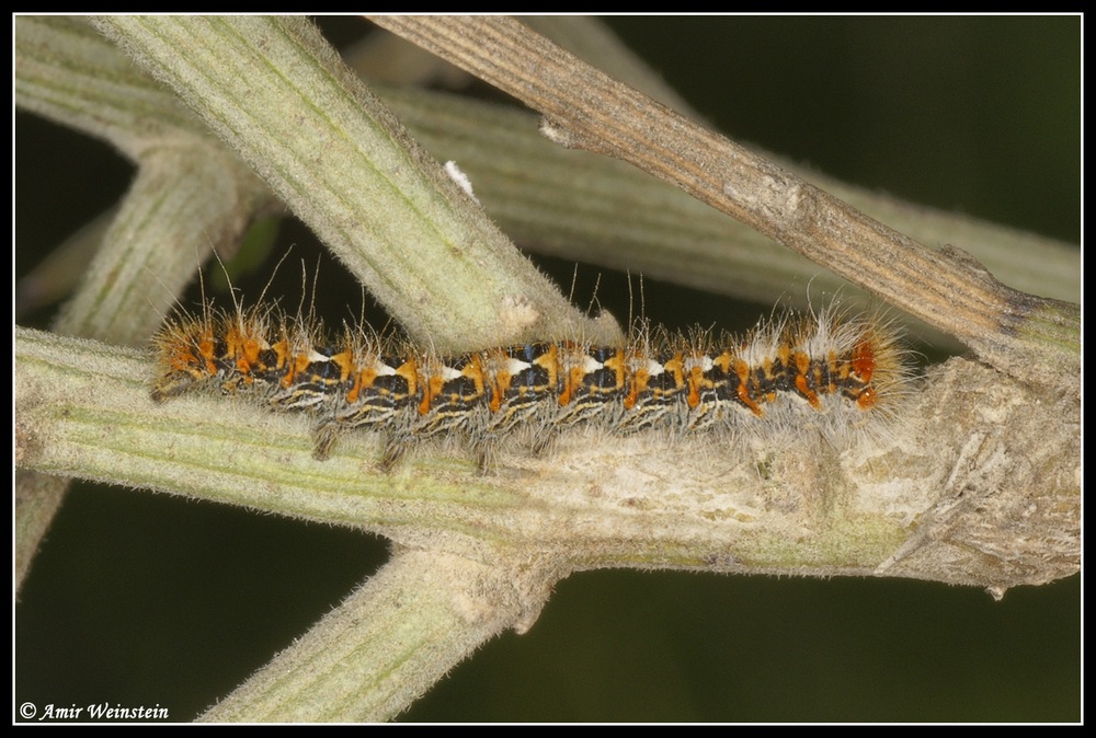 Noctuidae ? d''Israele for ID