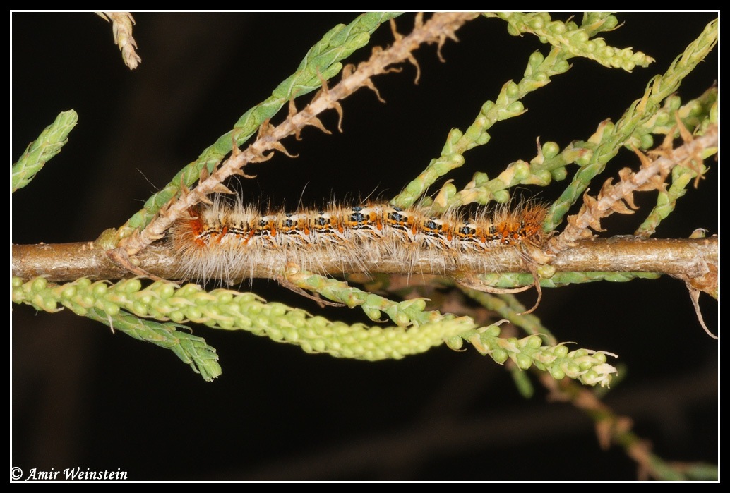 Noctuidae ? d''Israele for ID