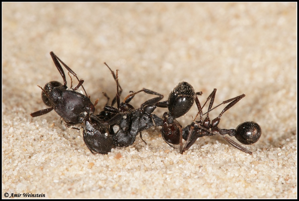 Formica d''Israele :  Messor arenarius