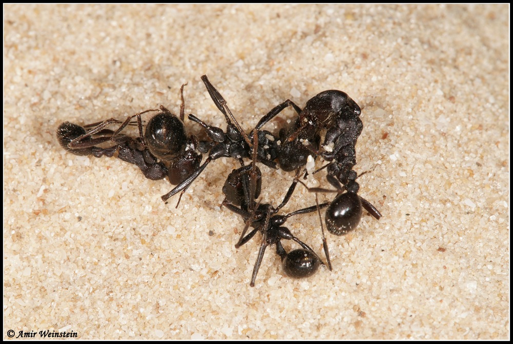 Formica d''Israele :  Messor arenarius