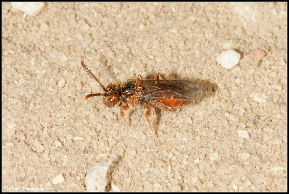 Hymenoptera  d''Israele - need ID