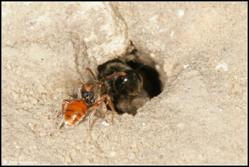 Hymenoptera  d''Israele - need ID