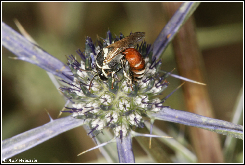 Hymenoptera  d''Israele - need ID