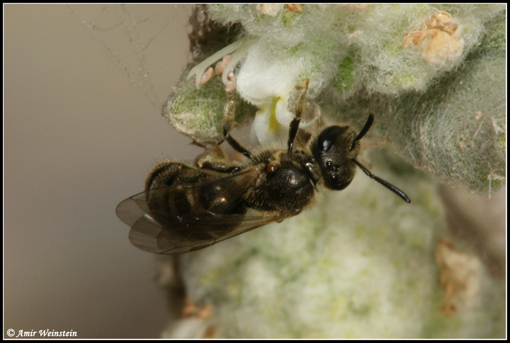 Hymenoptera  d''Israele - need ID