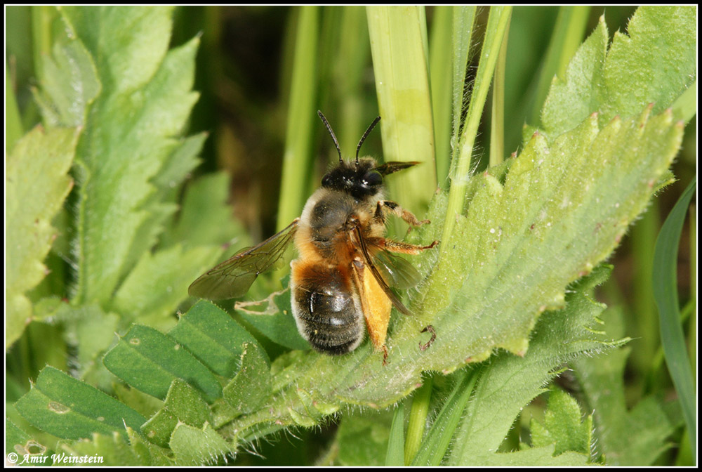 Hymenoptera  d''Israele - need ID