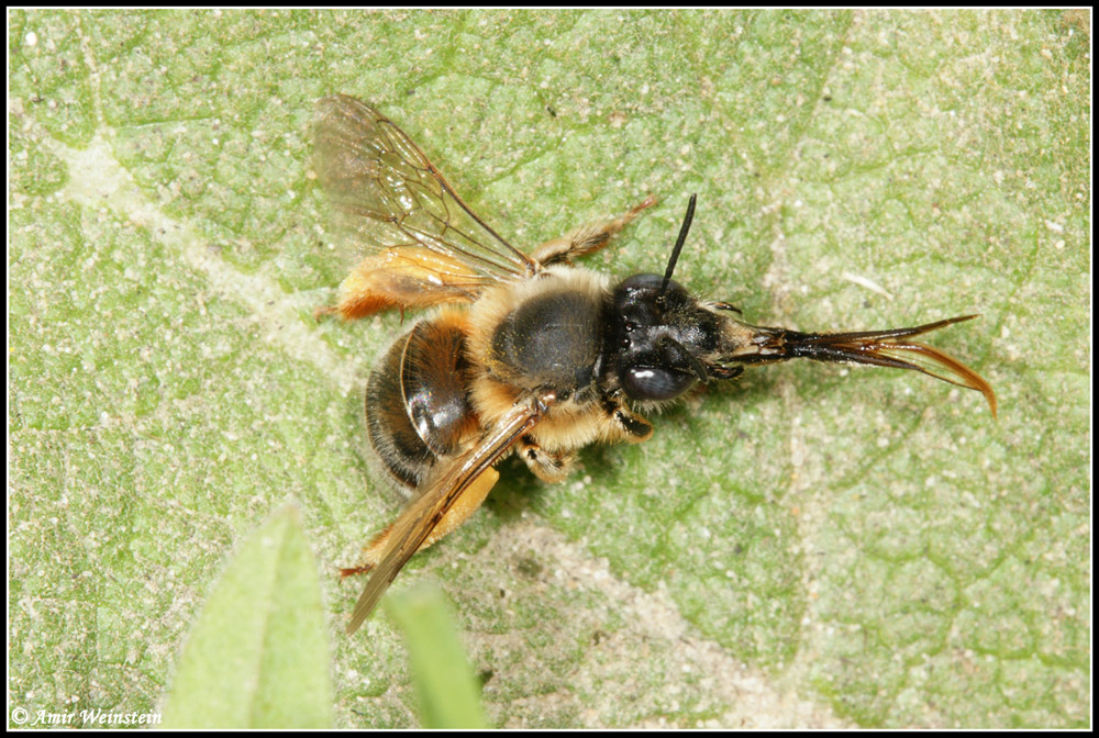 Hymenoptera  d''Israele - need ID