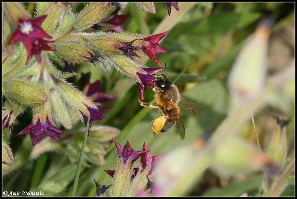 Hymenoptera  d''Israele - need ID