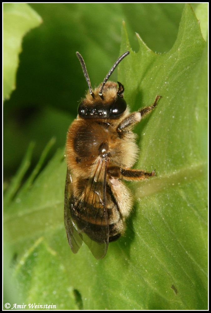 Hymenoptera  d''Israele - need ID