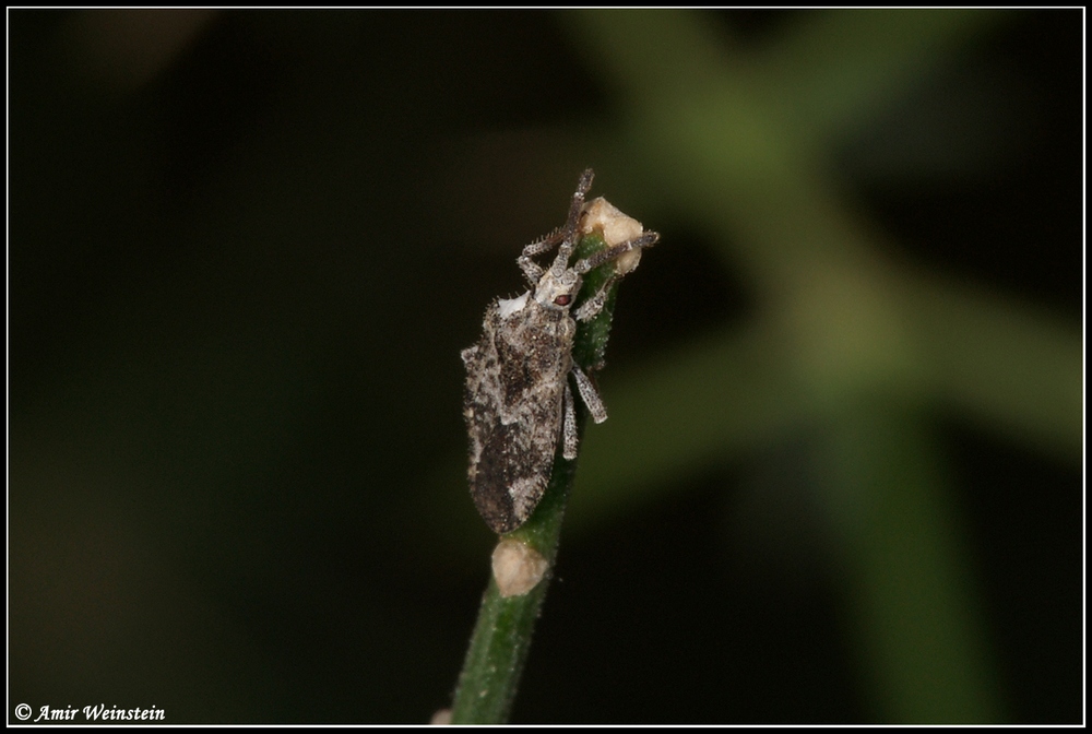 Heteroptera d''Israele: Tingis sp. for ID