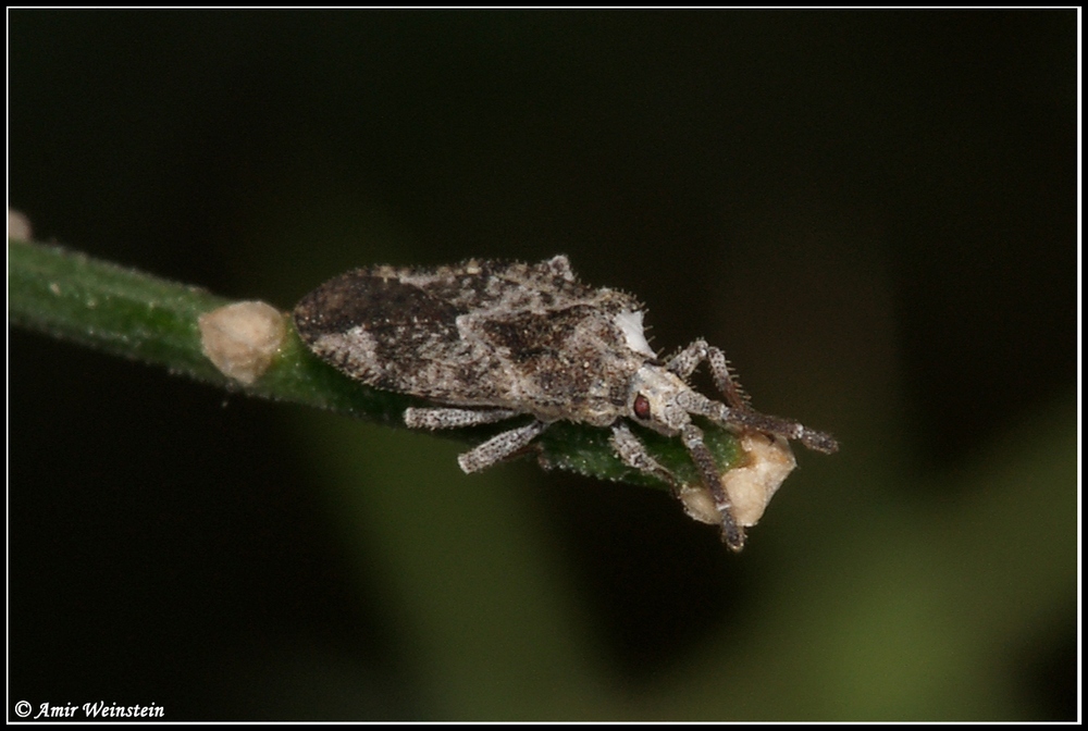 Heteroptera d''Israele: Tingis sp. for ID