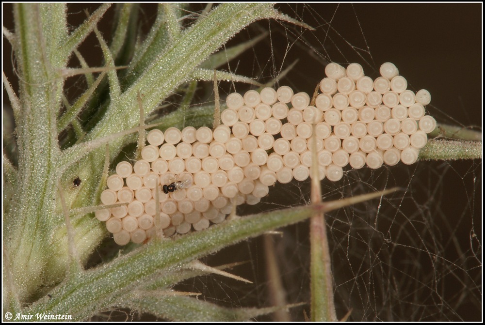 Heteroptera  d''Israele