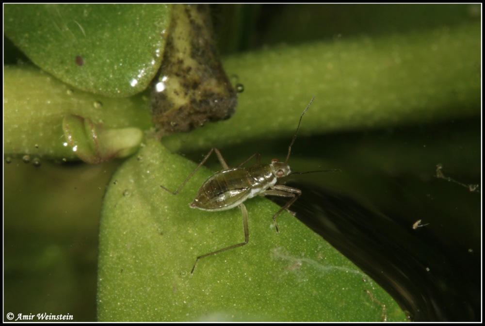 Mesovelia vittigera ?