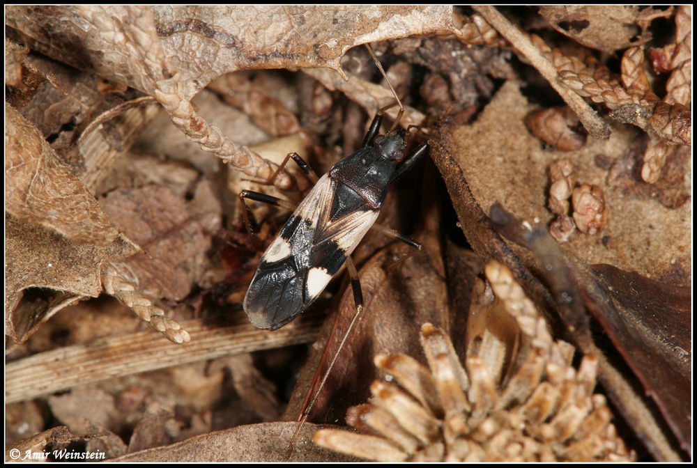 Heteroptera d''Israele: Dieuches syriacus (Lygaeidae)