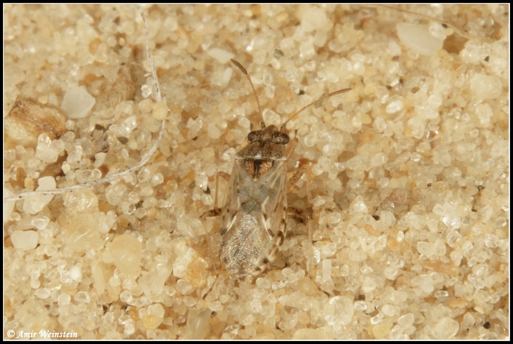 Lygaeidae d''Israele: Nysius sp.