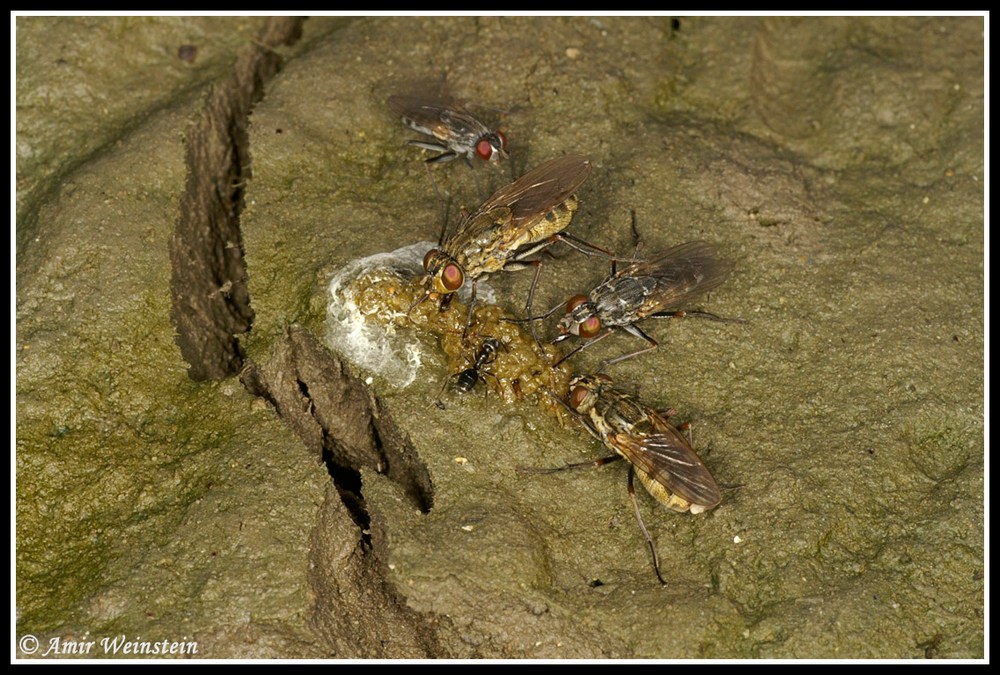 Diptera d''Israele  - Lispe for ID