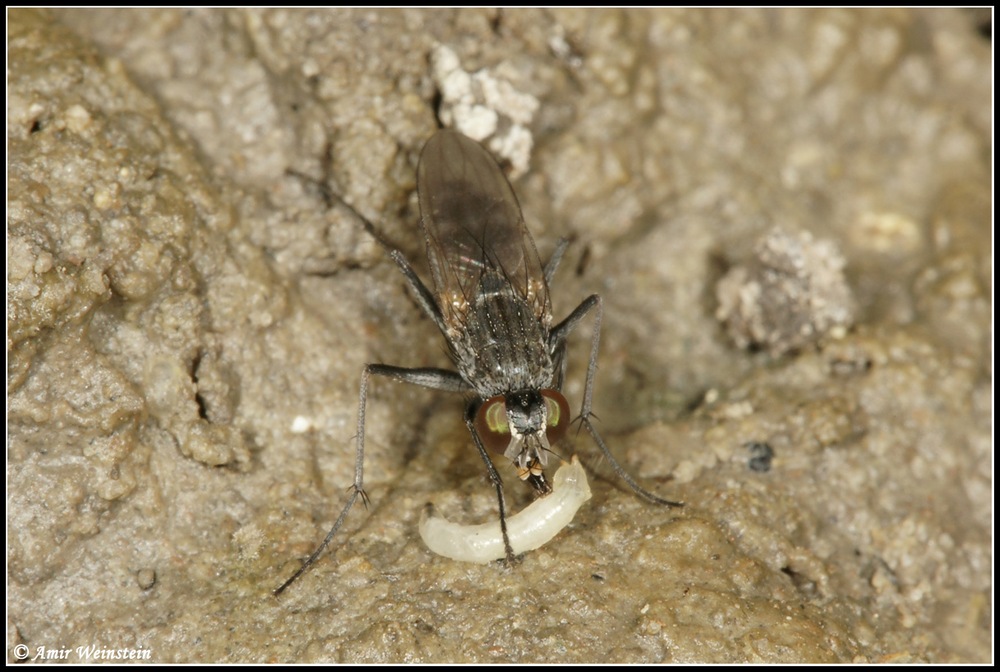 Diptera d''Israele  - Lispe for ID