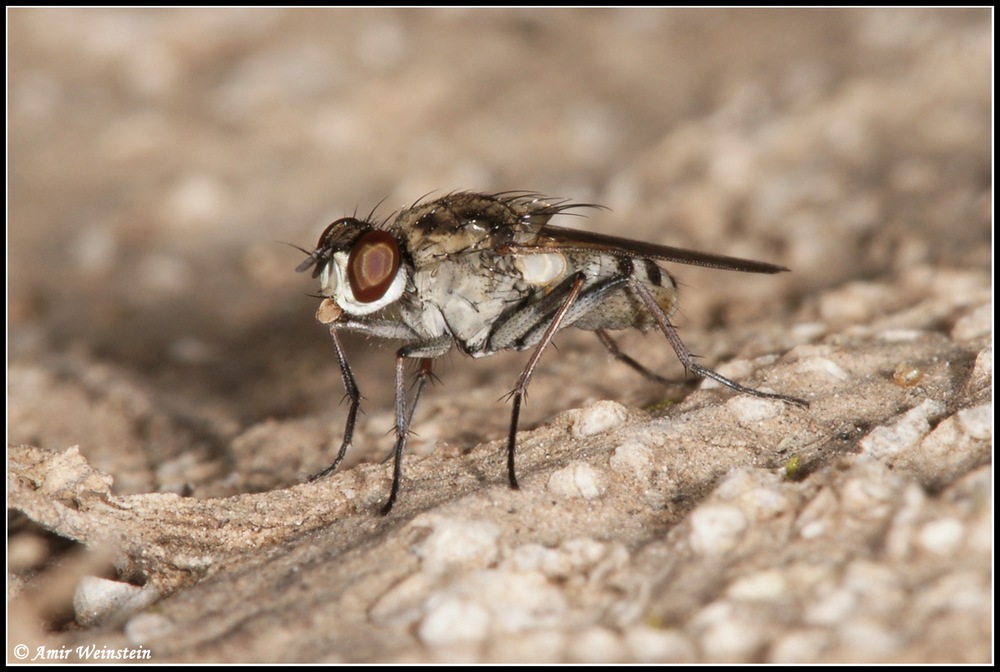 Diptera d''Israele for ID