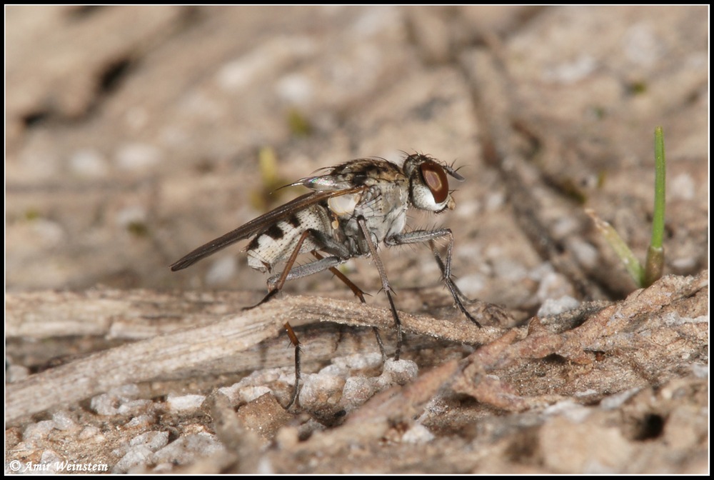 Diptera d''Israele for ID