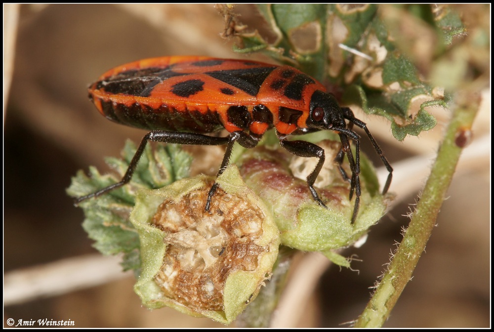 Heteroptera d''Israele