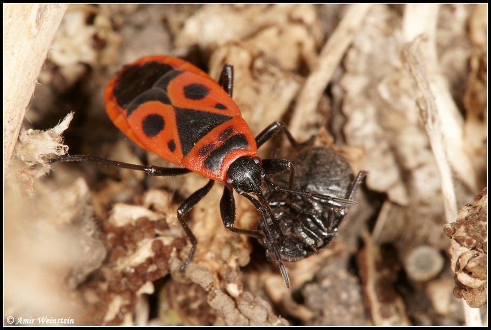 Heteroptera d''Israele