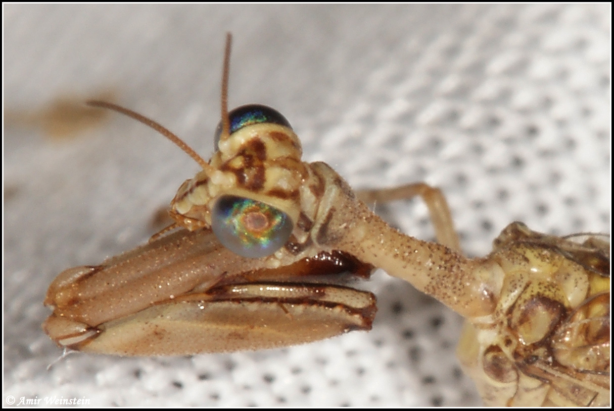 mantispa cf styriaca on light trap