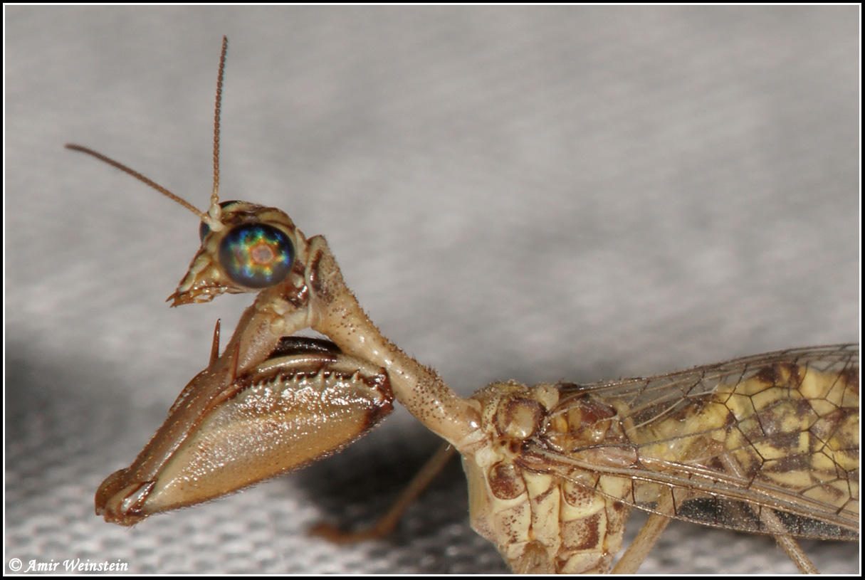 mantispa cf styriaca on light trap