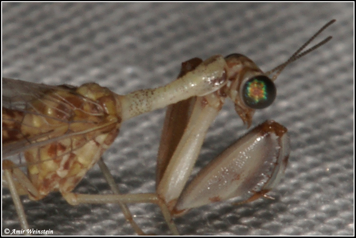 mantispa cf styriaca on light trap