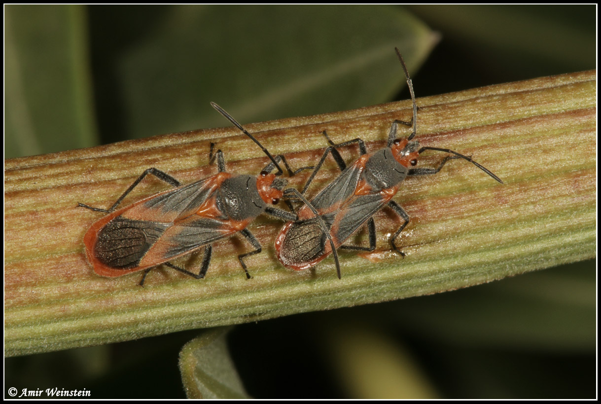 Caenocoris nerii