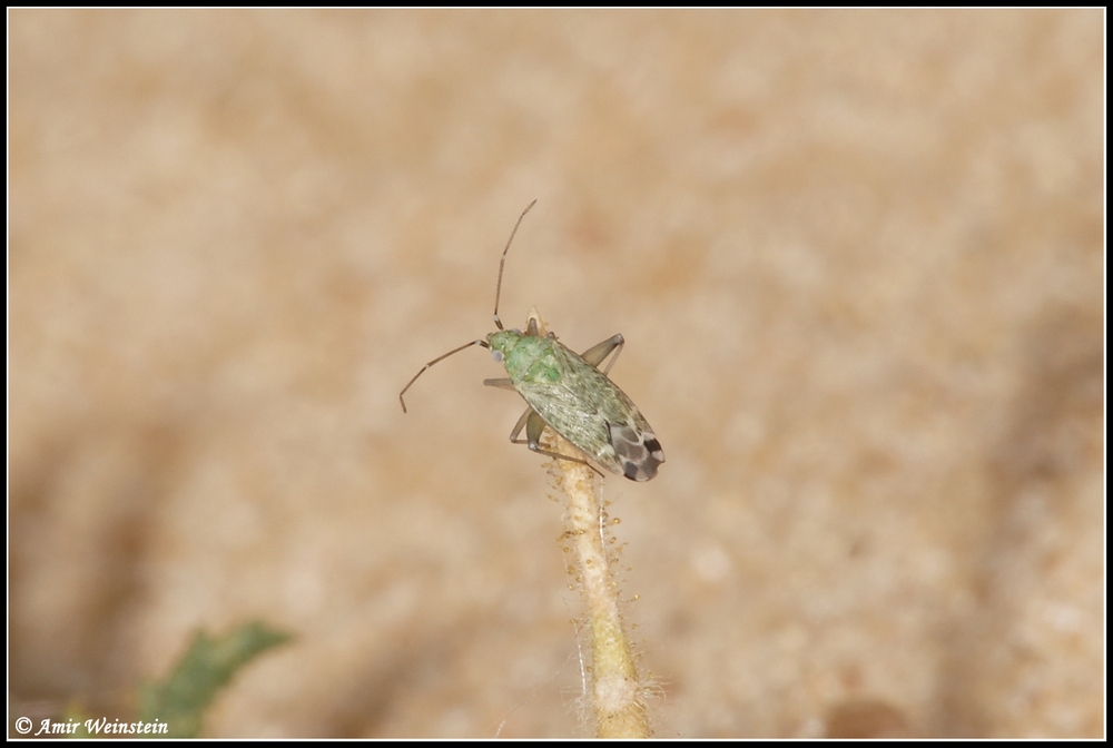 Heteroptera d''Israele: Macrotylus cfr. atricapillus