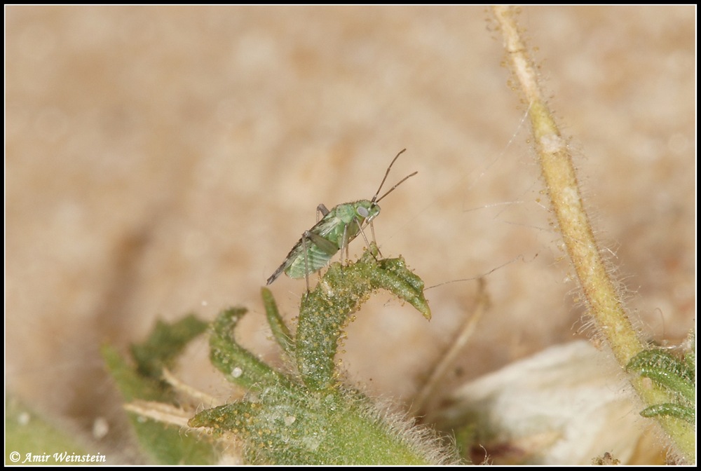 Heteroptera d''Israele: Macrotylus cfr. atricapillus