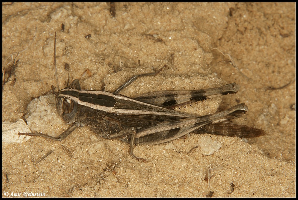 Orthoptera   d''Israele  - oviposit  for ID