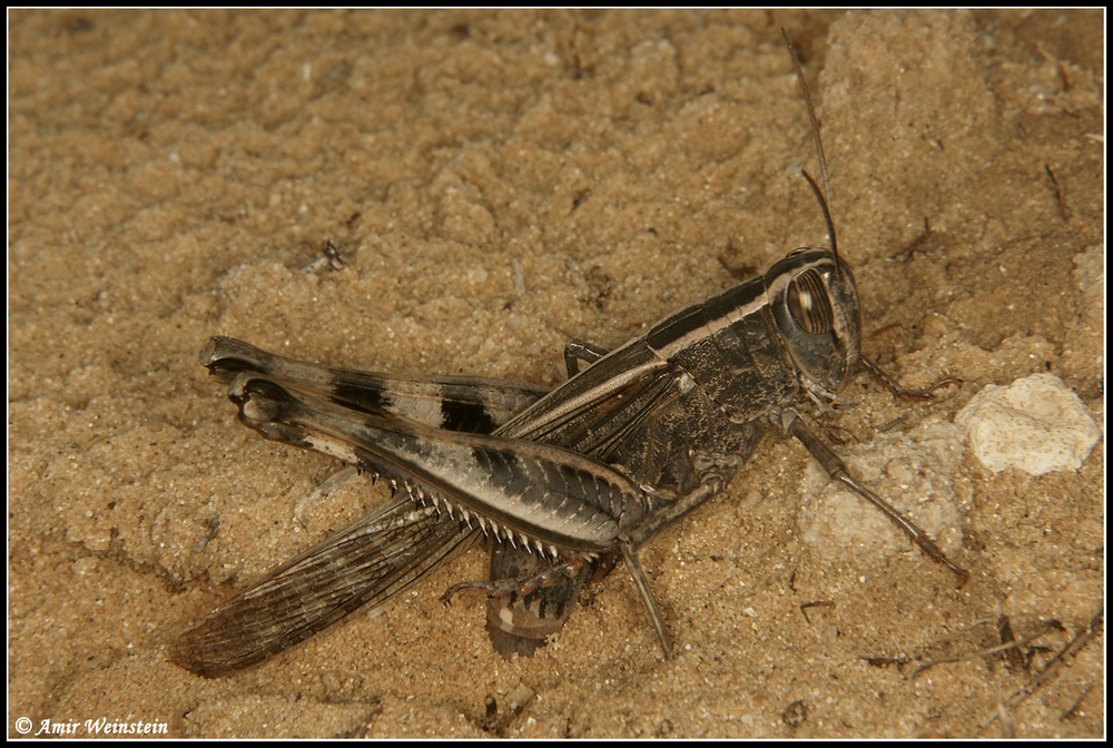 Orthoptera   d''Israele  - oviposit  for ID