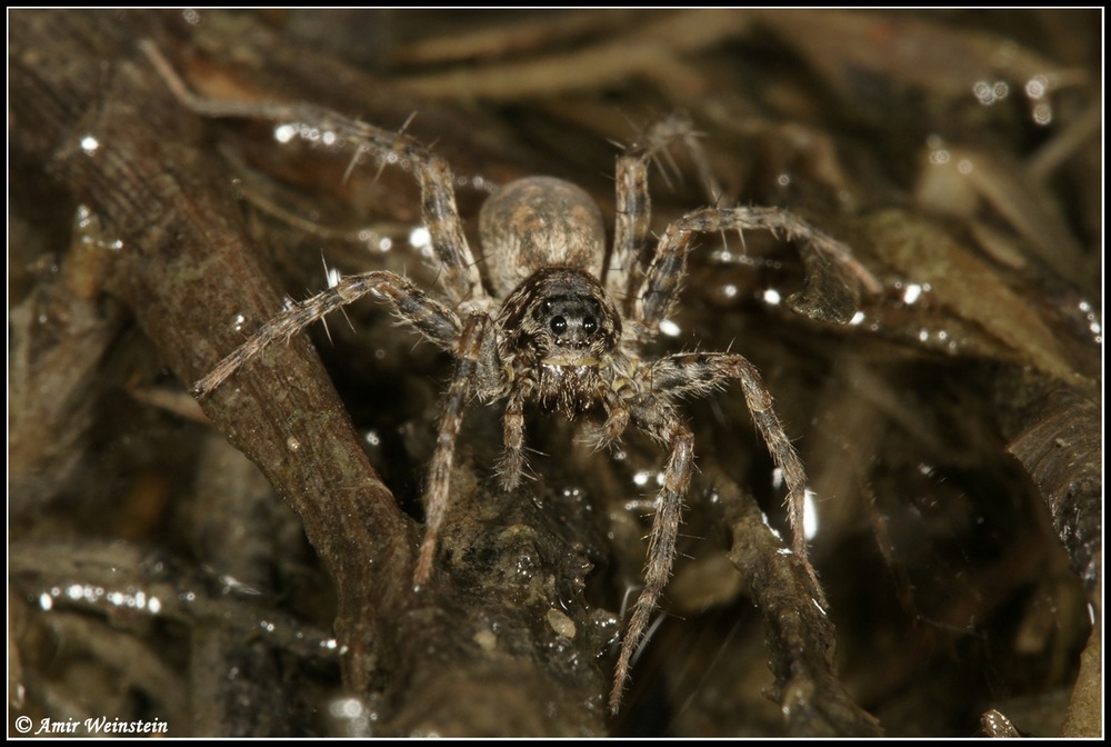 Araneae d''Israele for ID