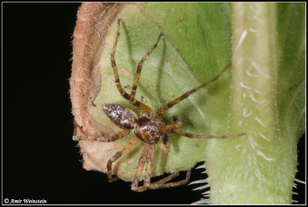 Philodromidae d''Israele - for ID