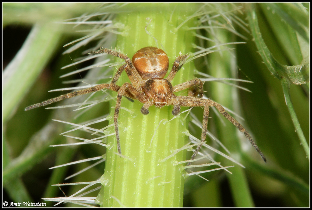 Philodromidae d''Israele - for ID