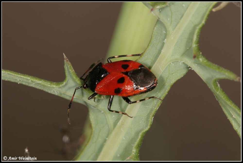 Heteroptera d''Israele: Deraeocoris rutilus & f.nigra