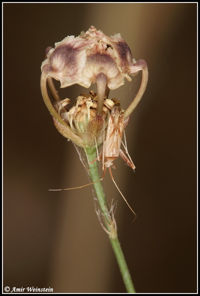 Heteroptera d''Israele: Phytocoris sp. (Miridae)