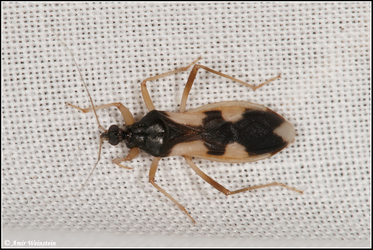 Heteroptera  d''Israele - Light trap results