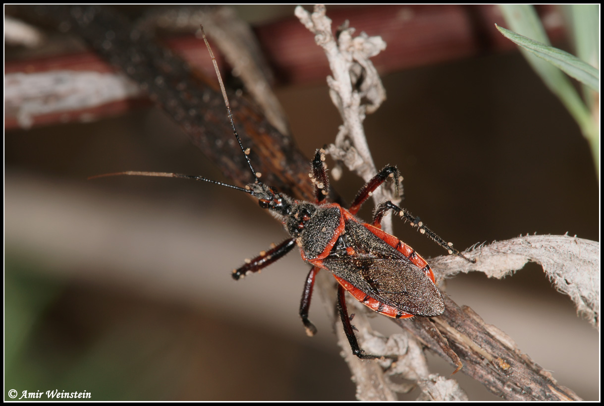 Reduviidae d''Israele: Rhynocoris bipustulatus f. nigripennis