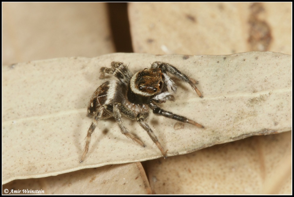 Araneae d''Israele for ID