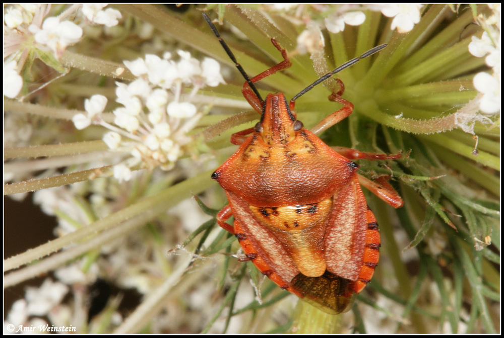 Carpocoris mediterraneus?